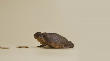 Cane Toad, Bufo marinus, stüdyoda bej arka planda larva yiyor. Rhinella marinası ya da zehirli kurbağa evcil hayvan çiftliği. Büyük kahverengi amfibi kurbağası. Toksik egzotik hayvan. Yavaş çekim.