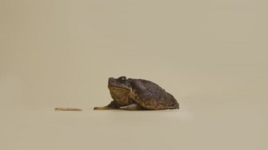 Cane Toad, Bufo marinus, stüdyoda bej arka planda larvaların yanında oturuyor. Rhinella marinası ya da zehirli kurbağa evcil hayvan çiftliği. Büyük kahverengi amfibi kurbağası. Yavaş çekim.