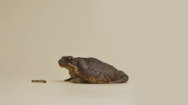 Cane Toad, Bufo marinus, stüdyoda bej arka planda larvaların yanında oturuyor. Rhinella marinası ya da zehirli kurbağa evcil hayvan çiftliği. Büyük kahverengi amfibi kurbağası. Yavaş çekim.