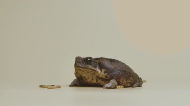 Cane Toad, Bufo marinus, stüdyoda bej arka planda larva yiyor. Rhinella marinası ya da zehirli kurbağa evcil hayvan çiftliği. Büyük kahverengi amfibi kurbağası. Toksik egzotik hayvan. Yavaş çekim.