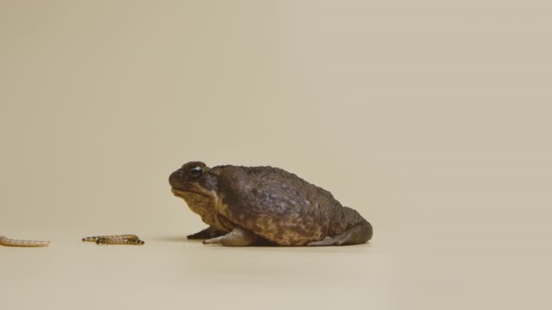 Cane Toad, Bufo marinus 는 스튜디오의 베이지 배경에서 애벌레를 먹고 있습니다. Rhinella marina 또는 Poisvent toad of petting zoo. 갈색의 커다란 개구리입니다. 독성 이 있는 이국적 인 동물. 느린 동작. — 비디오
