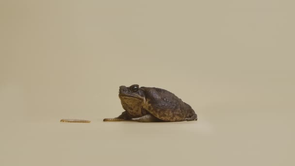 Тростниковая жаба, Bufo marinus, сидит рядом с личинками на бежевом фоне в студии. Rhinella пристань для яхт или Ядовитая жаба да зоопарка. Большая коричневая амфибийная лягушка. Медленное движение. — стоковое видео