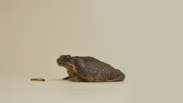 Cane Toad, Bufo marinus, duduk di dekat larva dengan latar beige di studio. Rhinella marina atau Poisonous Toad yeah dari kebun binatang. Katak amfibi coklat besar. Gerakan lambat. — Stok Video