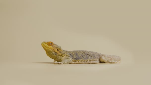 Perfil completo de Lizards Bearded agama ou Pogona vitticeps isolado em fundo bege em estúdio. Réptil dragão em escala no jardim zoológico tocável. Animal exótico australiano do deserto. Movimento lento. — Vídeo de Stock