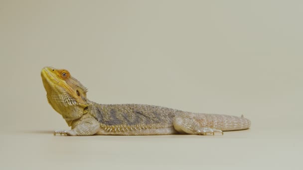 Perfil completo de Lagartijas Agama barbudo o Pogona vitticeps aislados en fondo beige en estudio. Reptiliano dragón escalado en zoológico tocable. Animal australiano del desierto exótico. Movimiento lento. — Vídeos de Stock