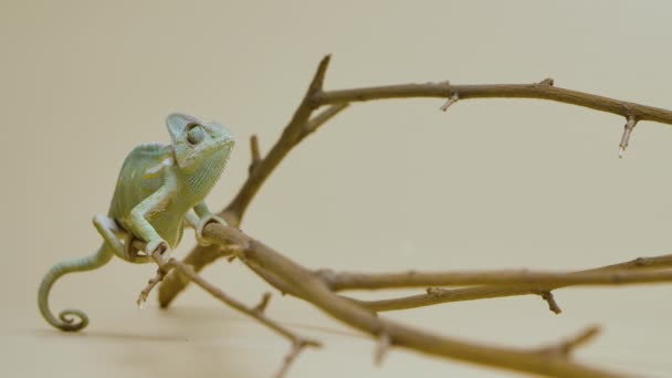 Colorful chameleon sits on branch and looks around on beige background. Studio shooting of animals. Lizard with camouflage skin has moved his eye. Scaled dragon reptilian in touchable zoo. Slow motion — Stock Video