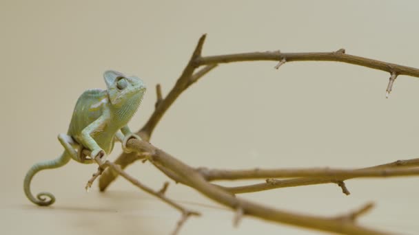 Camaleón colorido se sienta en la rama y mira a su alrededor en fondo beige. Estudio de tiro de animales. Lagarto con piel de camuflaje ha movido su ojo. Reptiliano dragón escalado en zoológico tocable. Movimiento lento — Vídeo de stock