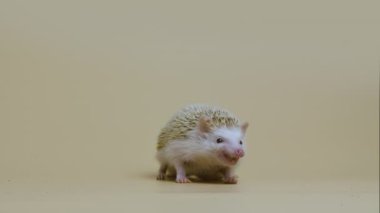 Afrika beyaz karınlı kirpi beyaz arka planda stüdyoda yiyecek çiğniyor. Larva yiyen egzotik yırtıcının portresi. İğneli dikenli memeliler. Dikenli erinezus. Vahşi vahşi yaşam. Kapatın. Yavaş çekim.