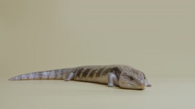 Doğu Mavi Dil Kertenkelesi Tiliqua scincoides bej arka planda dilini öne çıkarıyor. Hayvanların çekim stüdyosu. Dokunulabilir hayvanat bahçesinde pullu ejderha sürüngeni. Tam boy. Yavaş çekim.