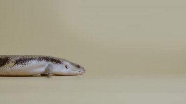 Doğu Mavi Dil Kertenkelesi Tiliqua scincoides bej arka planda dilini öne çıkarıyor. Hayvanların çekim stüdyosu. Dokunulabilir hayvanat bahçesinde pullu ejderha sürüngeni. Tam boy. Yavaş çekim.