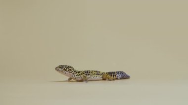 Leopar kertenkelesi standart formu, bej arka planda Eublepharis macularius. Hayvanların çekim stüdyosu. Dokunulabilir hayvanat bahçesinde küçük bir sürüngen görüldü. Tam boy. Yavaş çekim.