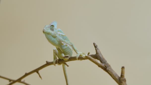 Colorful chameleon sits on branch and looks around on beige background. Studio shooting of animals. Lizard with camouflage skin has moved his eye. Scaled dragon reptilian in touchable zoo. Slow motion — Stock Video