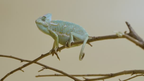 Colorful chameleon sits on branch and looks around on beige background. Studio shooting of animals. Lizard with camouflage skin has moved his eye. Scaled dragon reptilian in touchable zoo. Slow motion — Stock Video