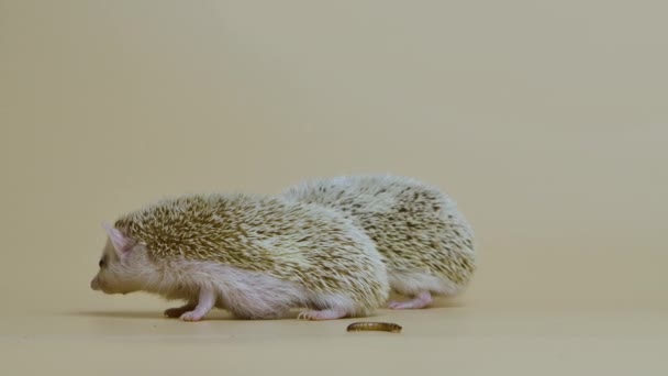 Two African whitebellied hedgehogs sniff and look around in studio on white background. Portrait of exotic predators near the larva. Spiny mammals with needles. Wild wildlife. Close up. Slow motion. — Stock Video