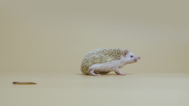 African whitebellied hedgehog mastica comida en el estudio sobre fondo blanco. Retrato de depredador exótico comiendo larva. Mamíferos espinosos con agujas. Espinoso erináceo. Vida silvestre. De cerca. Movimiento lento. — Vídeos de Stock