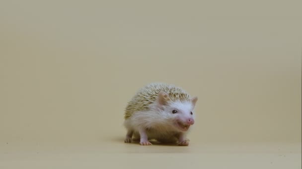 African whitebellied hedgehog chews food in the studio on white background. Portrait of exotic predator eating larva. Spiny mammals with needles. Spiny erinaceus. Wild wildlife. Close up. Slow motion. — Stock Video