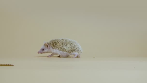 African whitebellied hedgehog sniffs and walks past the larva in the studio on a white background. Portrait of an exotic nocturnal predator. Spiny mammals with needles. Close up. Slow motion. — Stock Video