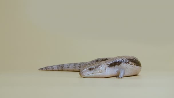 Lagarto de Lengua Azul Oriental Tiliqua scincoides sobresale de su lengua sobre un fondo beige. Estudio de tiro de animales. Reptiliano dragón escalado en zoológico tocable. Longitud total. Movimiento lento. — Vídeos de Stock