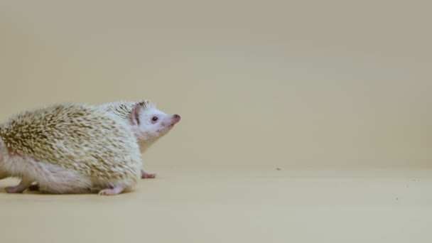 Two African whitebellied hedgehogs sniff and look around in studio on white background. Portrait of exotic predators. Spiny mammals with needles. Wild wildlife. Close up. Slow motion. — Stock Video