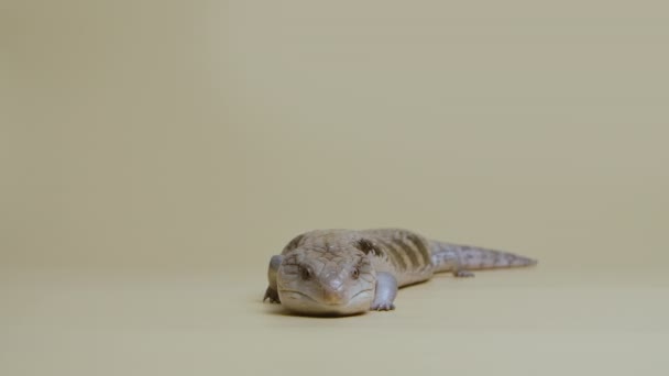 Östliche Blauzungenechse Tiliqua scincoides streckt seine Zunge auf beigem Hintergrund aus. Studioaufnahmen von Tieren. Schuppiges Drachenreptil im berührbaren Zoo. Volle Länge. Zeitlupe. — Stockvideo