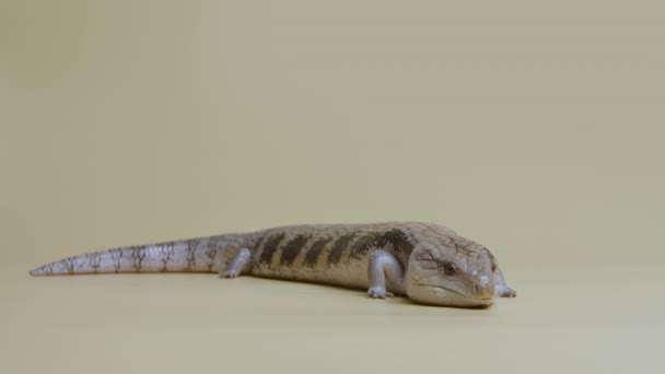 Lagarto de Lengua Azul Oriental Tiliqua scincoides sobresale de su lengua sobre un fondo beige. Estudio de tiro de animales. Reptiliano dragón escalado en zoológico tocable. Longitud total. Movimiento lento. — Vídeos de Stock