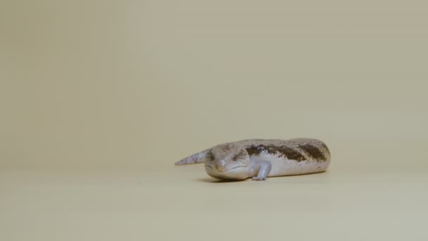 Lagarto de Lengua Azul Oriental Tiliqua scincoides sobresale de su lengua sobre un fondo beige. Estudio de tiro de animales. Reptiliano dragón escalado en zoológico tocable. Longitud total. Movimiento lento. — Vídeo de stock