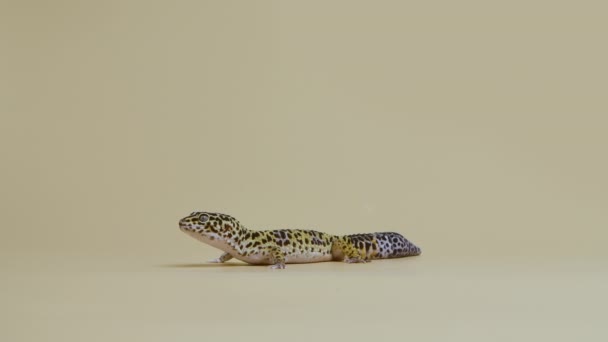 Forma padrão de leopardo gecko, Eublepharis macularius sobre fundo bege. Tiro de estúdio de animais. Manchado pequeno réptil no jardim zoológico tocável. Comprimento total. Movimento lento. — Vídeo de Stock