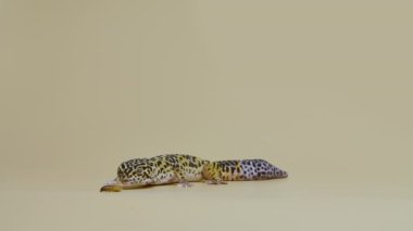Leopar kertenkelesi standart formu, bej arka planda Eublepharis macularius. Hayvanların çekim stüdyosu. Dokunulabilir hayvanat bahçesinde küçük bir sürüngen görüldü. Tam boy. Yavaş çekim.