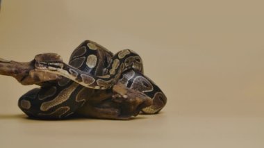 Royal Python ya da Python Rejimi, bej arka planda ahşap bir çıkmazda. Sürünen ve kameraya bakan benekli bir yılan. Pul pul kıvrılmış sürüngen. Yavaş çekim.