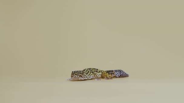 Forma estándar de geco de leopardo, Eublepharis macularius sobre fondo beige. Estudio de tiro de animales. Pequeño reptil manchado en un zoológico tocable. Longitud total. Movimiento lento. — Vídeos de Stock