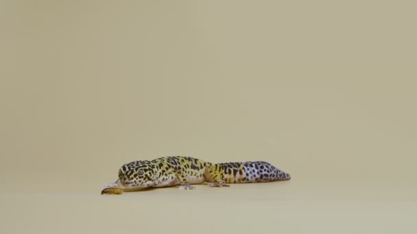Forma estándar de geco de leopardo, Eublepharis macularius sobre fondo beige. Estudio de tiro de animales. Pequeño reptil manchado en un zoológico tocable. Longitud total. Movimiento lento. — Vídeos de Stock
