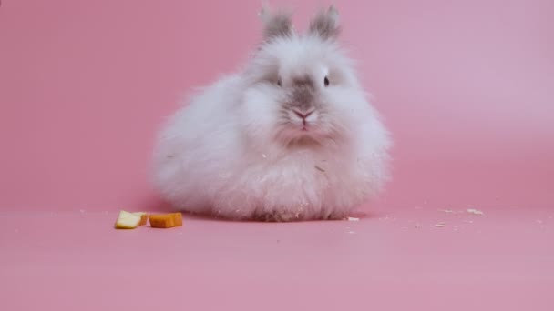 Білий сірий кролик нюхає, сидячи поруч зі скибочками моркви на рожевому фоні. Прекрасний кролик на Великдень. Студійні зйомки тварин. Тварина з довгими вухами, відпочинок для дітей у дотичному зоопарку. крупним планом — стокове відео