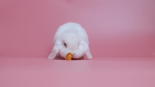 Белый кролик нюхает кусочек моркови и убегает на розовом фоне. Прекрасная пасха кроликов. Студийные съемки животных. Животное с длинными ушами, праздник для детей в трогательном зоопарке. Медленное движение. — стоковое видео