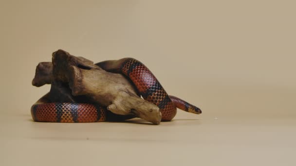 Serpiente de leche de Sinaloa, Lampropeltis triangulum sinaloae, retorcida alrededor de una rama de madera en un estudio sobre un fondo beige. Serpiente rey en terrario de zoológico tocable. Movimiento lento. — Vídeo de stock