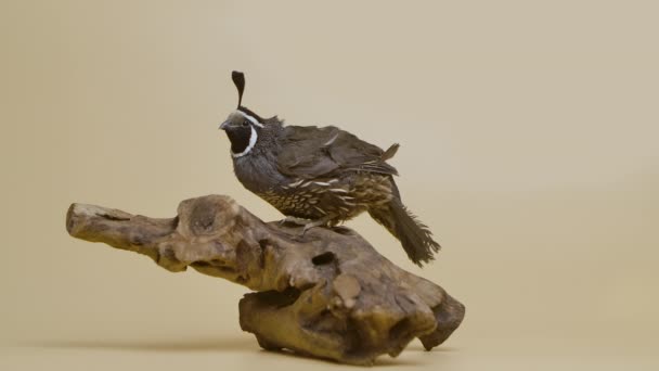 California cresta codorniz sentado en una rama de madera en el estudio sobre un fondo beige. Callipepla californica mirando a la cámara. Estudio de tiro de pájaros. Movimiento lento. — Vídeos de Stock