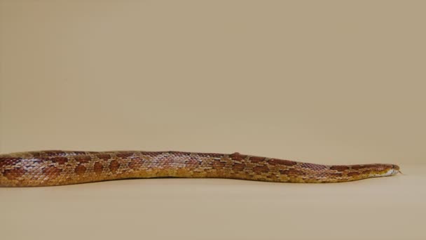 Tiger Python molurus bivittatus morph albine birmese sobre fondo beige en el estudio. Una serpiente marrón con piel escamosa. Serpiente arrastrándose sobre la superficie. Movimiento lento. — Vídeo de stock