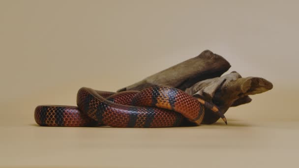 Serpente de leite de Sinaloa, Lampropeltis triangulum sinaloae, torcida em torno de galho de madeira no estúdio em um fundo bege. Rei cobra em terrário de jardim zoológico tocável. Movimento lento. — Vídeo de Stock