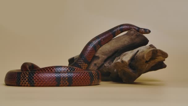 Sinaloan milk snake, Lampropeltis triangulum sinaloae, twisted around wooden branch in studio on a beige background. King snake in terrarium of touchable zoo. Slow motion. — Stock Video