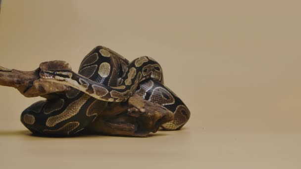 Python real o Python regius en el enganche de madera en el estudio sobre un fondo beige. Una serpiente con un patrón manchado gateando y mirando a la cámara. Reptil escamoso retorcido en un rizo. Movimiento lento. — Vídeos de Stock
