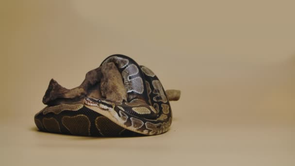 Python real o Python regius en el enganche de madera en el estudio sobre un fondo beige. Una serpiente con un patrón manchado gateando y mirando a la cámara. Reptil escamoso retorcido en un rizo. Movimiento lento. — Vídeos de Stock