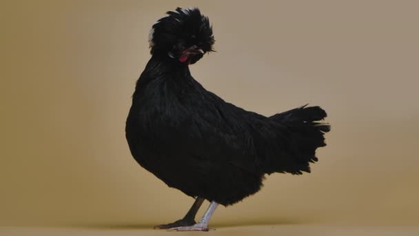 Pollo negro de cresta blanca sobre fondo blanco en estudio sobre fondo beige. Un pájaro de cresta con un magnífico peinado único. Alegre ave de corral en zoológico tocable. Movimiento lento. — Vídeos de Stock