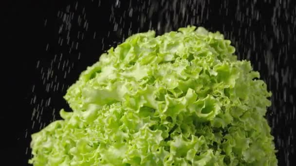 Zelený salát, čerstvý křupavý listový salát ve zpomaleném filmu se otáčí na černém pozadí studia pod kapkami vody. Kudrnaté šťavnaté listy salátu ve sprše. Kapky vody padají na čerstvý salát zblízka. — Stock video