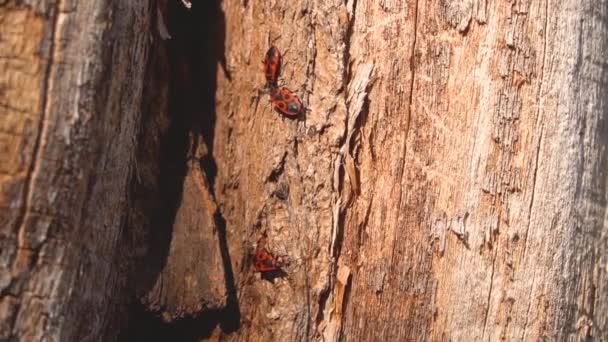 Szczegółowy makro ujęcie drzewny kufer z rzeźbiony kora i czerwony chrząszcz żołnierz. Zbliżenie barwny insekt na drzewo w słońce. Tapeta z owadami i przyrodą, jesienne tło. Zwolniony ruch. — Wideo stockowe