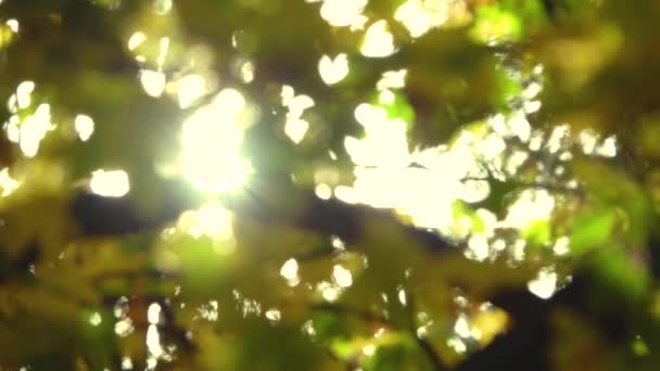 Suddig bakgrund av gula och gröna blad i höstskogen med ljusa strålar av sol. Natur tapet, vackert landskap, höst bakgrund. Sakta i backarna. Närbild. — Stockvideo