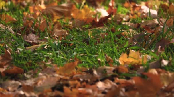 Diferente profundidad de campo de hierba verde y hojas amarillas caídas en un parque de otoño en un día soleado. Fondo de pantalla de la naturaleza, hermoso paisaje, fondo de otoño. En cámara lenta. De cerca.. — Vídeo de stock