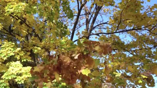 Vor dem Hintergrund von blauem Himmel und goldenen Blättern fliegt ein kleines, glückliches Mädchen auf. Mans Hände werfen das Kind hoch. Die Familie erholt sich im herbstlichen Park draußen. Helle Naturtapete. Zeitlupe. Nahaufnahme. — Stockvideo