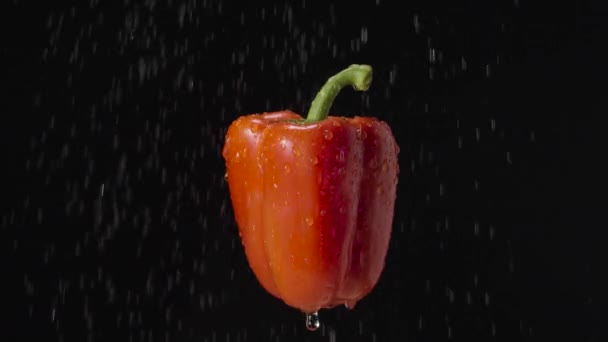 Poivron rouge sous la pluie sur fond de studio noir. Poivre doux parmi les gouttes et les éclaboussures d'eau. Légumes mûrs isolés, ingrédient de salade. Vegan tourné pour un restaurant. Ferme là. Mouvement lent. — Video