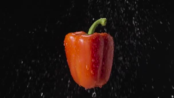 黒いスタジオの背景に雨の中で赤ピーマン。滴と水のスプラッシュの間で甘いコショウ。単離された熟した野菜,サラダ成分.レストランのためのビーガンショット.閉めろ。スローモーション. — ストック動画