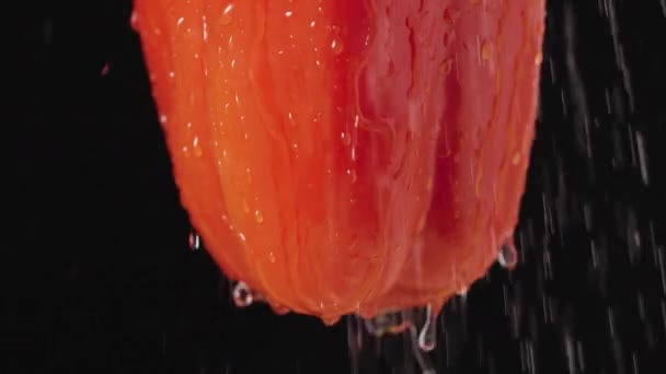 Onderkant van rode paprika met druipend water druppels op zwarte studio achtergrond. Macro shot van een rijpe groente in de regen. Gedeeltelijk frame, veganistisch eten voor een restaurant. Sluit maar af. Langzame beweging. — Stockvideo