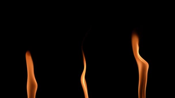 黒い背景にオレンジ色の黄色の火で3つの高い炎が点火し、輝きます。本当のたき火、バーナーやトーチは暗闇の中でフレアアップ。火の輝き、危険な燃える火を閉じます。スローモーション. — ストック動画